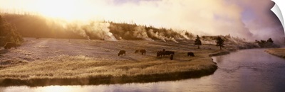 Bison Firehole River Yellowstone National Park WY