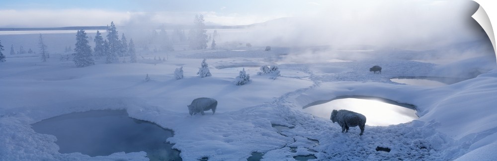 Long horizontal photo on canvas of bison standing in a snowy landscape with steam coming up from the ground.