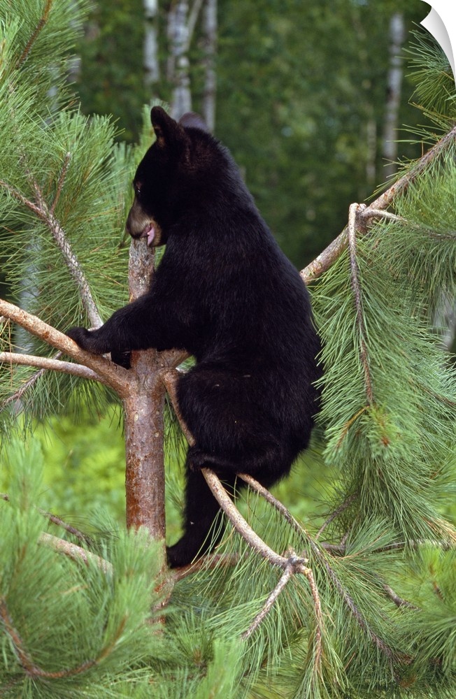 Vertical image print of a baby bear climbing a tree with a forest in the background.