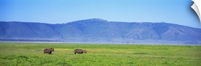 Black Rhinoceros Ngorongoro Crater Tanzania Africa