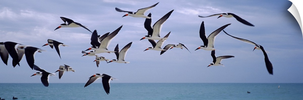 Black skimmers (Rynchops niger) flying over the beach, Nokomis Beach, Casey Key, Nokomis, Sarasota County, Florida,