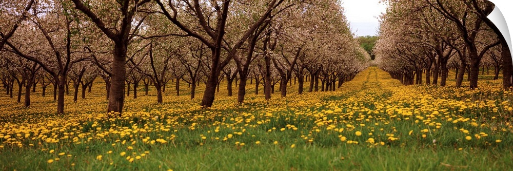 Blooming dandelions and cherry trees in a park, Traverse City, Michigan