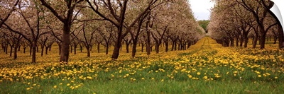 Blooming dandelions and cherry trees in a park, Traverse City, Michigan