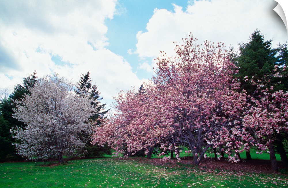 Blooming star and saucer magnolia trees, New York