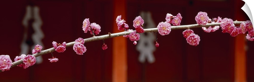 A panoramic photograph of a tree covered with flower blossoms with a traditional building out of focus in the background.