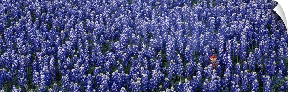 Panoramic, landscape photograph of a dense field of blooming blue bonnets in Texas Hill Country, Texas.