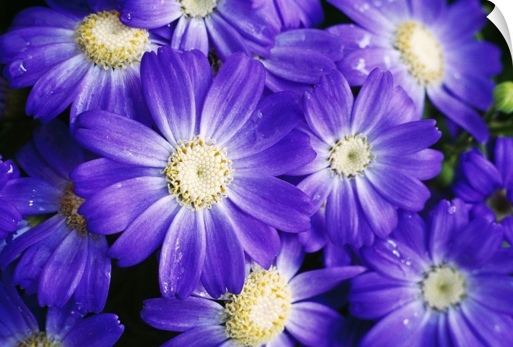 Up-close photograph of flowers.
