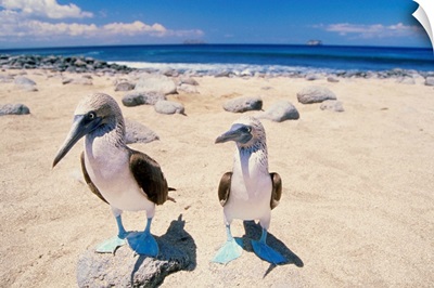 Blue footed boobies of the Galapagos Islands, Ecuador