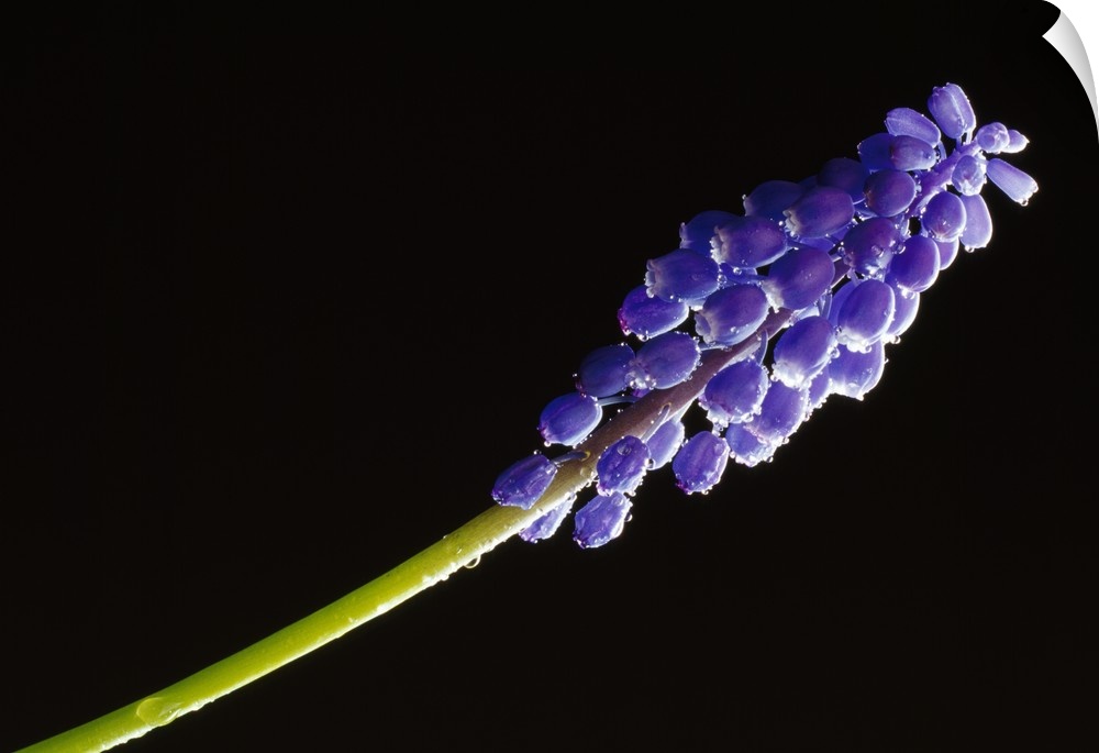 Blue grape hyacinth flower blossom, close-up, black background.