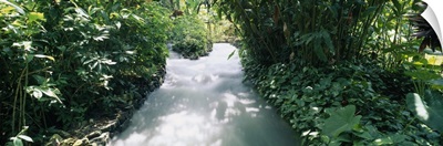 Blue Hole Gardens River, Tropical Foliage, Negril, Jamaica