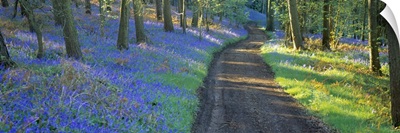 Bluebell flowers along a dirt road in a forest, Gloucestershire, England