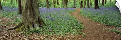 Bluebells along a walkway in a forest, Micheldever, Hampshire, England