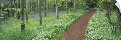 Bluebells and garlic along footpath in a forest, Killerton, Exe Valley, Devon, England