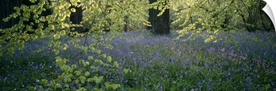 Bluebells around beech trees Westonbirt Arboretum Gloucestershire England