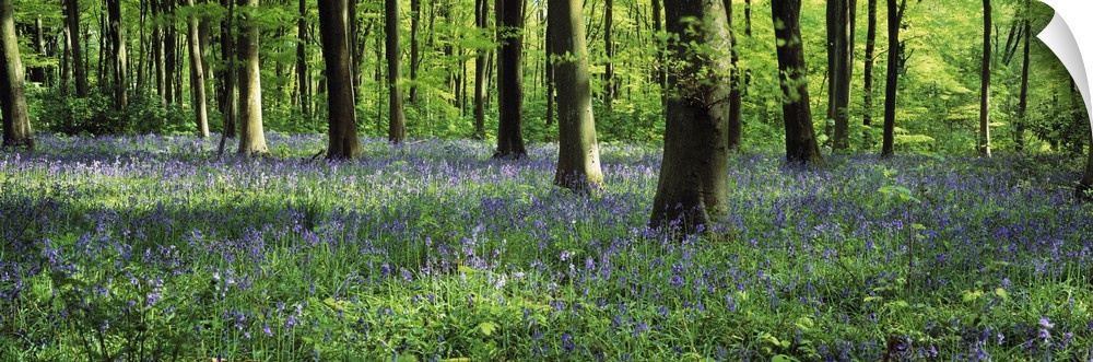 Panoramic photograph taken of a woodland in the United Kingdom that is packed with a sea of flowers covering the ground.