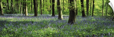 Bluebells in a forest, Micheldever Wood, Hampshire, England