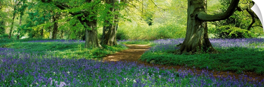 A panoramic photograph of a path through the woods lined with wildflowers.