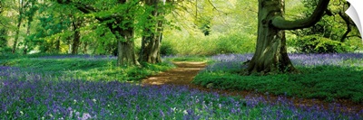 Bluebells in a forest, Thorp Perrow Arboretum, North Yorkshire, England
