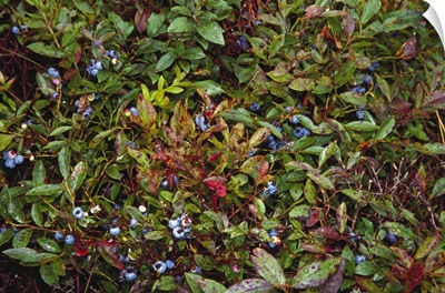 Blueberries on bush, Massachusetts