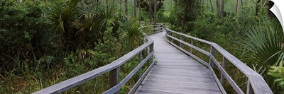 Boardwalk passing through a forest, Corkscrew Swamp Sanctuary, Naples, Florida