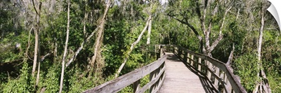 Boardwalk passing through a forest Lettuce Lake Park Tampa Hillsborough County Florida