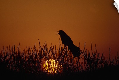 Boat-tailed grackle (Cassidix mexicanus) silhouetted by sunset, Assateague Island, Maryland