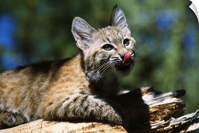 Bobcat Kitten Licking Nose