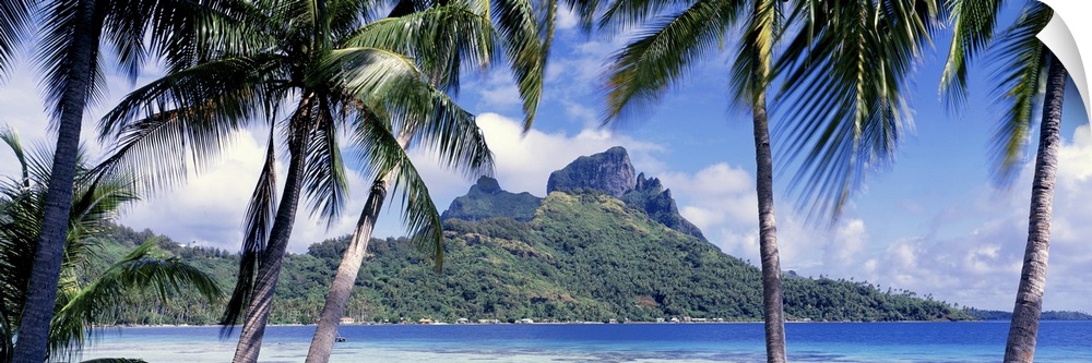 Oversized, landscape photograph of palm trees swaying over the island of Bora Bora, in the distance, past blue waters is a...