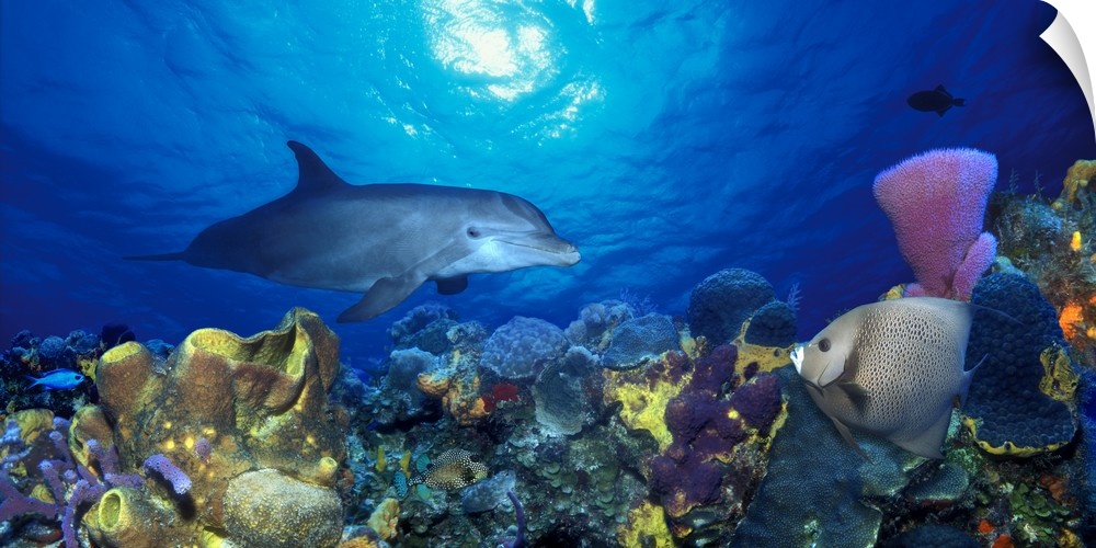 Curious dolphin swimming over the sea floor covered wit corals and sponges, looking at a triangle-shaped fish, with light ...