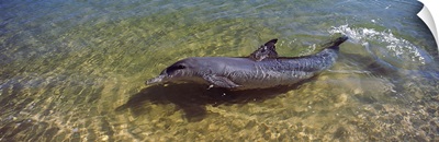 Bottle Nosed dolphin (Tursiops truncatus) in the sea, Monkey Mia, Shark Bay Marine Park, Perth, Western Australia, Australia