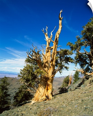 Bristle Cone Pine in side of hill, California