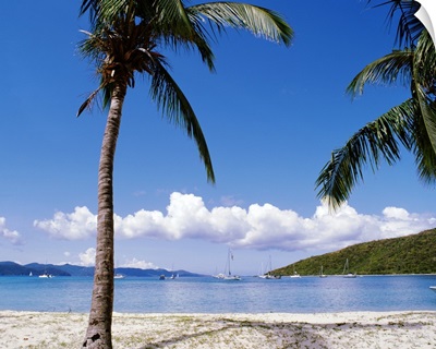 British Virgin Islands, Jost Van Dyke Island, Great Harbour, Palm trees at the seashore