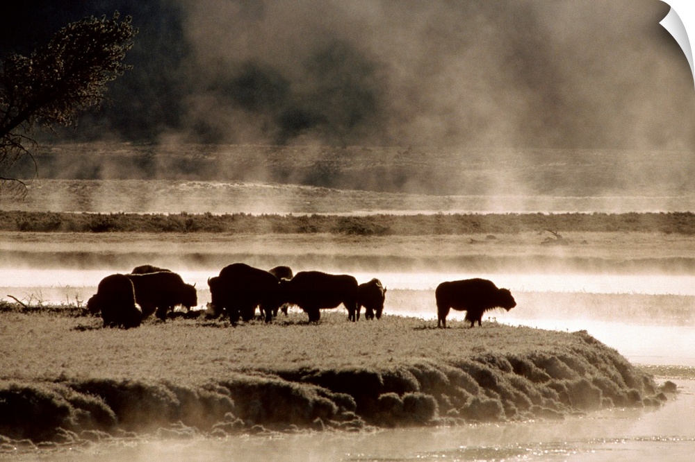 Oversized landscape photograph of a group of buffalo, grazing near the waters edge on a foggy morning, in Yellowstone Nati...