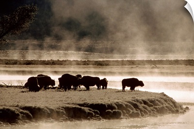 Buffalos in Yellowstone National Park WY