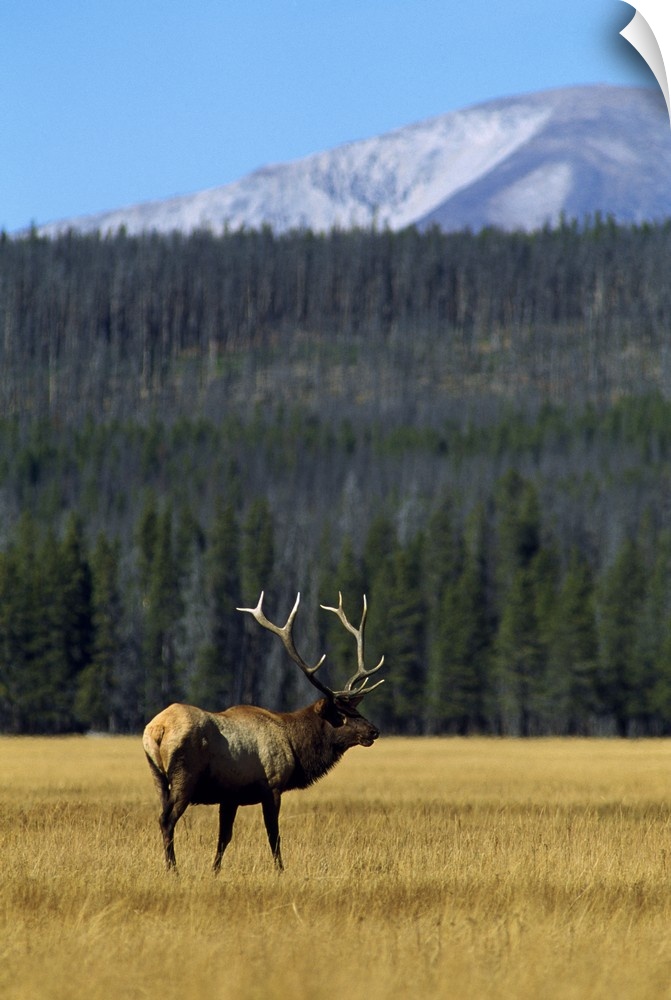 Vertical photograph on a big canvas of an elk with large antlers, standing in a grassy, golden field.  A dense hillside of...