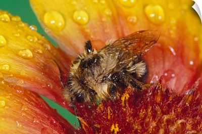 Bumble bee on flower blossom in rain, close up.