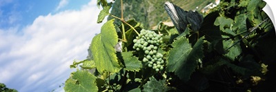Bunch of grapes in a vineyard, Sao Miguel, Ponta Delgada, Azores, Portugal