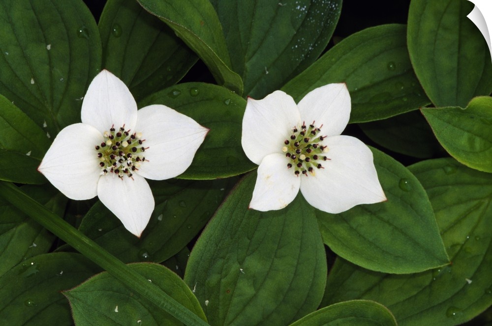Giant, close up landscape photograph of two bunchberry flowers in bloom and surrounded by small green leaves with water dr...
