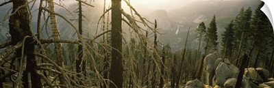 Burnt trees in a forest, Nevada Fall, Yosemite National Park, California