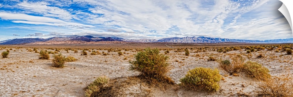 Bushes in a desert, Death Valley, Death Valley National Park, California