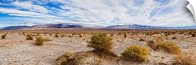 Bushes in a desert, Death Valley, Death Valley National Park, California