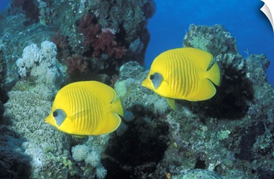 Butterfly Fish Red Sea