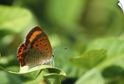 Butterfly perching on a leaf