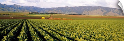 Cabbages in a field, Central Valley, California