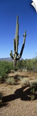 Cactus AZ