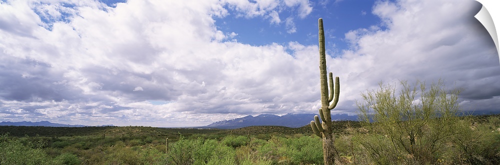 Cactus in desert, probably Arizona