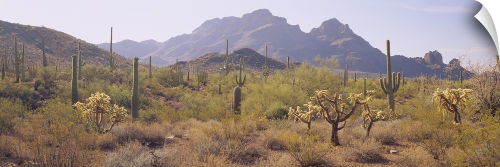 Cactus in a park, Diaz Spire, Organ Pipe Cactus National Monument, Arizona