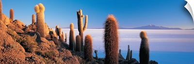 Cactus on a hill, Salar De Uyuni, Potosi, Bolivia