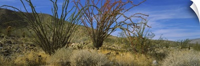 Cactus on a landscape, Anza Borrego Desert State Park, California