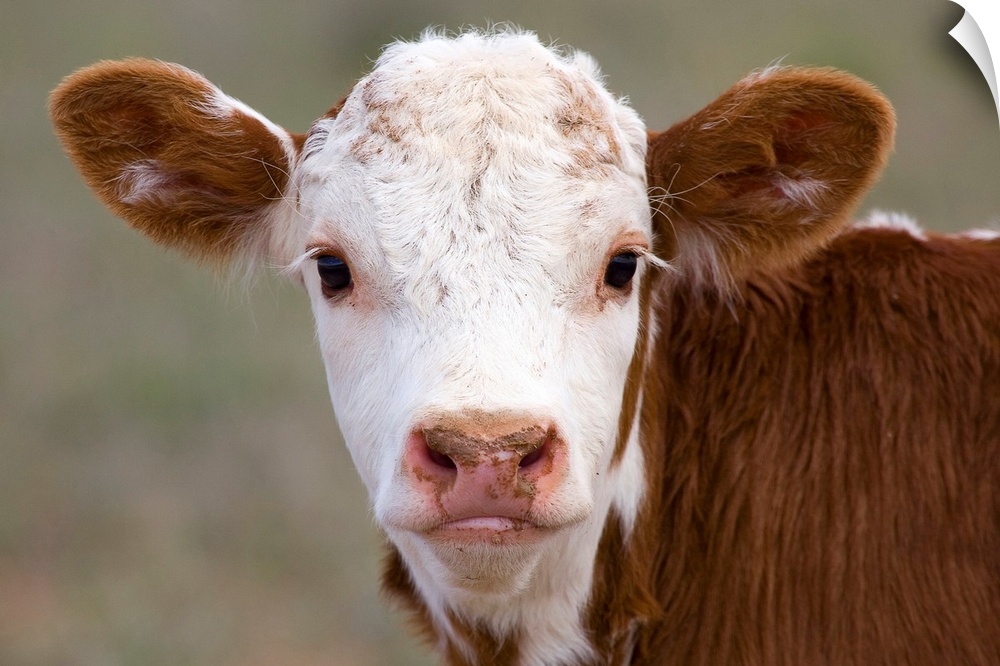 The head of a young cow on a farm facing the camera, creating a symmetrical portrait of his face and ears.